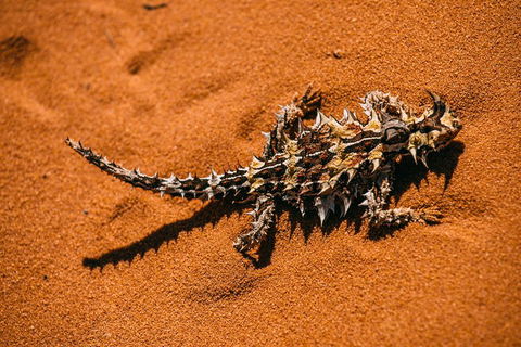 4-Day Coastal Loop Via Monkey Mia Wild Dolphins Kalbarri Pinnacles Perth Return - Restaurant Gold Coast 5