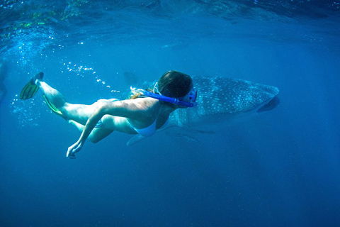 6-Day Coral Coaster From Perth To Exmouth One-Way Via Monkey Mia Ningaloo Reef - Restaurant Gold Coast 3