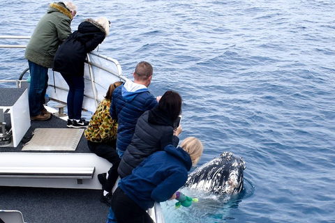 Phillip Island Whale Watching Tour - Restaurant Gold Coast 1