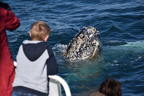 Phillip Island Whale Watching Tour - Restaurant Gold Coast 2