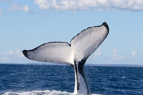 Phillip Island Whale Watching Tour - Restaurant Gold Coast 3