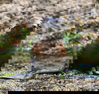 Phillip Island Seal-Watching Cruise - Restaurant Gold Coast