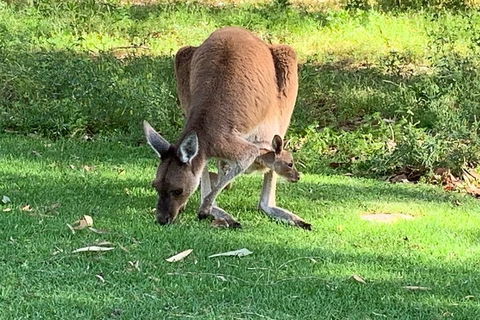 Pinnacles Day Trip From Perth Including Yanchep National Park - Restaurant Gold Coast 4