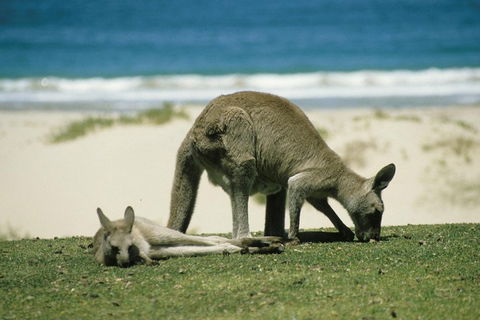 Great Ocean Road Highlights Tour - 2 Days, 1 Night - Restaurant Gold Coast 2