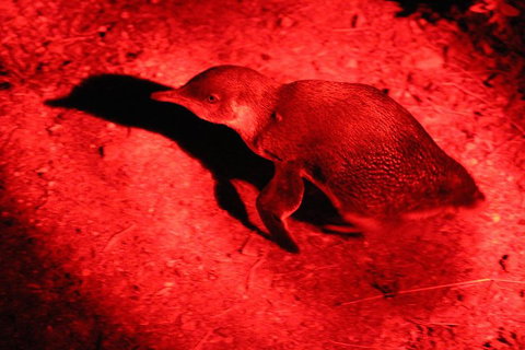 Small-Group Kangaroo Island 4WD Night Tour - Restaurant Gold Coast 0