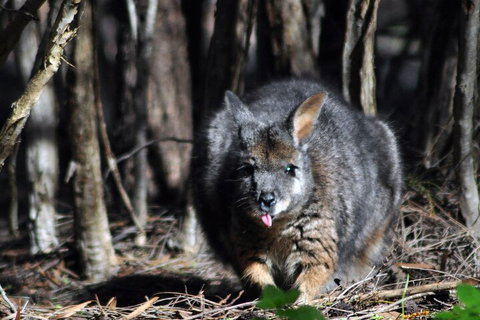 Small-Group Kangaroo Island 4WD Night Tour - Restaurant Gold Coast 1