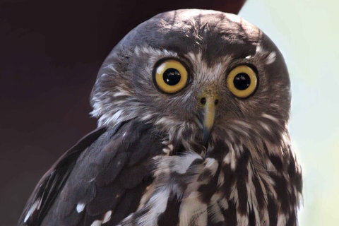 Small-Group Kangaroo Island 4WD Night Tour - Restaurant Gold Coast 4