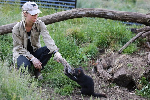 After Dark Tasmanian Devil Feeding Tour At Cradle Mountain - Restaurant Gold Coast 1