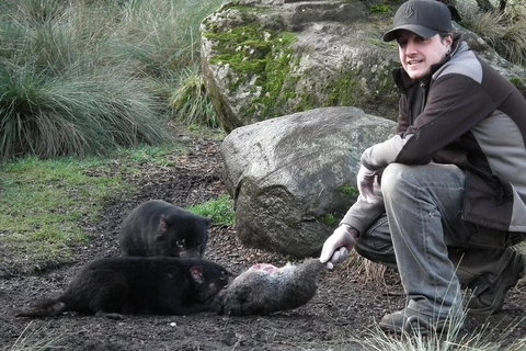 After Dark Tasmanian Devil Feeding Tour At Cradle Mountain - Restaurant Gold Coast 2