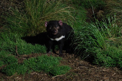 After Dark Tasmanian Devil Feeding Tour At Cradle Mountain - Restaurant Gold Coast 4