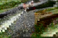 1-Hour Tasmanian Devil Feeding Day Tour at Cradle Mountain