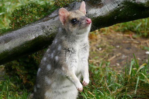 1-Hour Tasmanian Devil Feeding Day Tour At Cradle Mountain - Restaurant Gold Coast 0