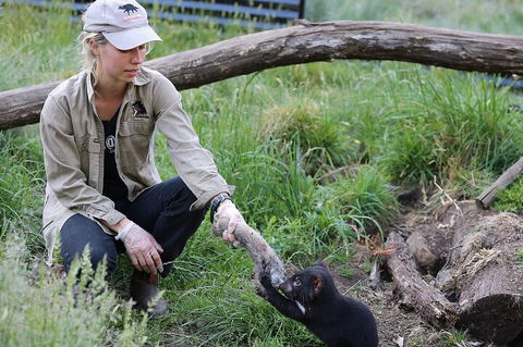 1-Hour Tasmanian Devil Feeding Day Tour At Cradle Mountain - Restaurant Gold Coast 2