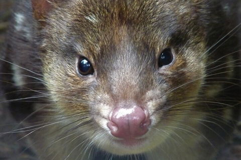 1-Hour Tasmanian Devil Feeding Day Tour At Cradle Mountain - Restaurant Gold Coast 3