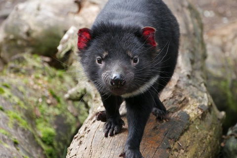 1-Hour Tasmanian Devil Feeding Day Tour At Cradle Mountain - Restaurant Gold Coast 4
