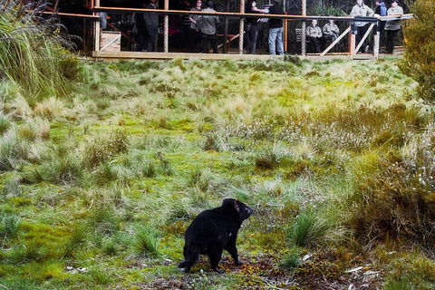 1-Hour Tasmanian Devil Feeding Day Tour At Cradle Mountain - Restaurant Gold Coast 5