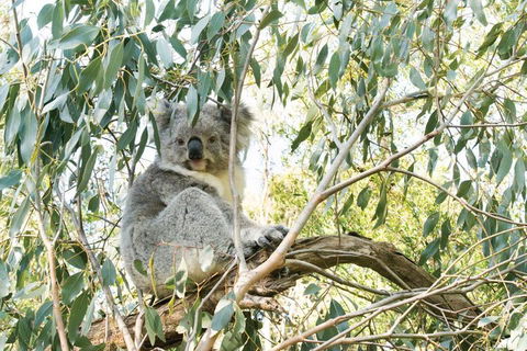 Ultimate Reverse Direction - 12 Apostles, Great Ocean Road - Small Group Tour - Restaurant Gold Coast 5