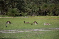 Yanchep  Lancelin - Wildlife Cave And Sands, Perth