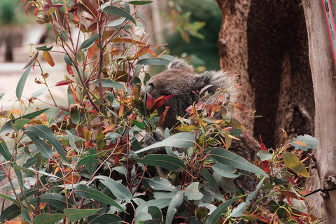 Yanchep & Lancelin - Wildlife, Cave And Sands - Restaurant Gold Coast 1