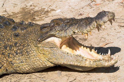 4-Day Cairns Ultimate Combo Daintree Rainforest Reef Kuranda  Paronella Park