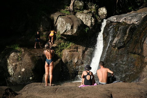 Hinterland Magic & Glow-worm Experience - Restaurant Gold Coast 5