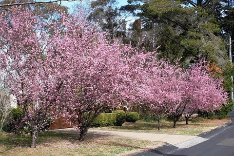 Blue Mountains - Restaurant Gold Coast 1