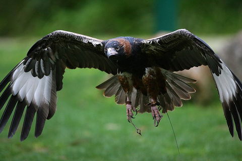 Yarra Valley Wildlife & Wine Day Tour From Melbourne With Healesville Sanctuary - Restaurant Gold Coast 1