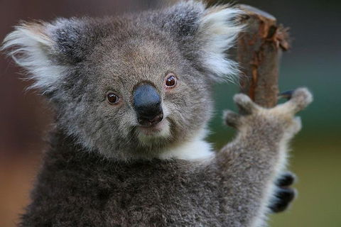 Yarra Valley Wildlife & Wine Day Tour From Melbourne With Healesville Sanctuary - Restaurant Gold Coast 2