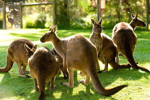 Yarra Valley Wildlife & Wine Day Tour From Melbourne With Healesville Sanctuary - Restaurant Gold Coast 4