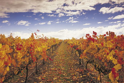 Yarra Valley Wildlife & Wine Day Tour From Melbourne With Healesville Sanctuary - Restaurant Gold Coast 5