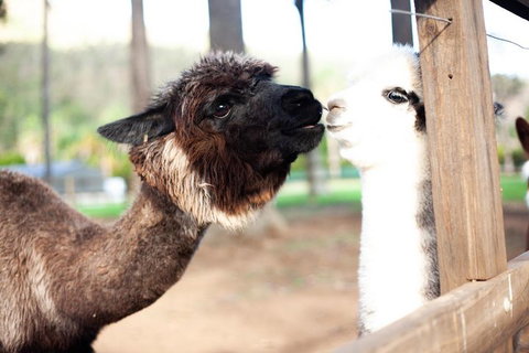 O'Reilly's & Lamington National Park Incl. Alpaca Farm + Vineyard - Restaurant Gold Coast 4