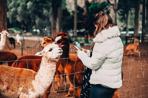 O'Reilly's & Lamington National Park Incl. Alpaca Farm + Vineyard - Restaurant Gold Coast 5