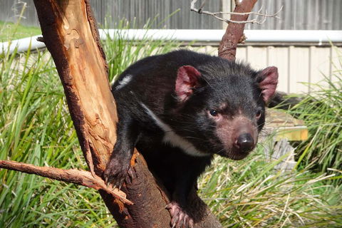 6-Day Tasmania Small-Group Guided Tour With Gourmet Food - Restaurant Gold Coast 1