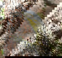 Byron Bay Combo Minyon Falls and Hinterland Day Trip and Learn to Surf at Byron Bay - Restaurant Gold Coast