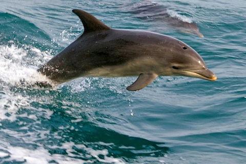 1.5HR Mudjimba Island Wildlife Safari - Restaurant Gold Coast 0