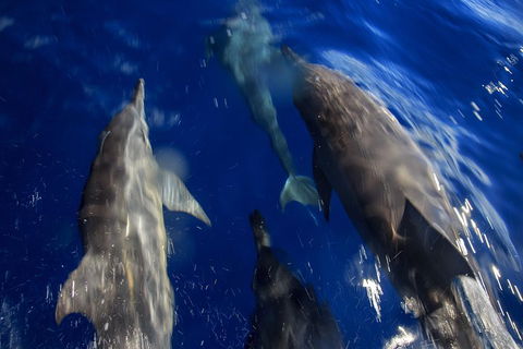 1.5HR Mudjimba Island Wildlife Safari - Restaurant Gold Coast 3