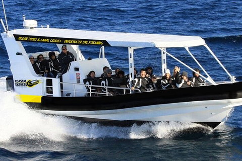 Mooloolaba Whale Watching Tour - Restaurant Gold Coast 0