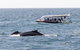 Mooloolaba Whale Watching Tour - thumb 1