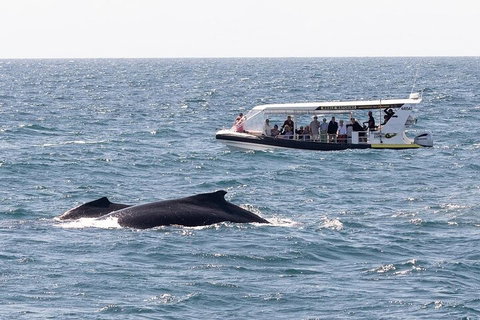 Mooloolaba Whale Watching Tour - Restaurant Gold Coast 1