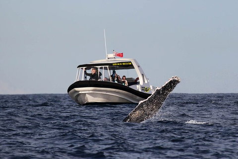 Mooloolaba Whale Watching Tour - Restaurant Gold Coast 2