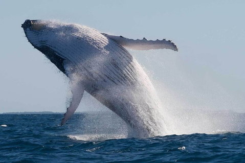 Mooloolaba Whale Watching Tour - Restaurant Gold Coast 3