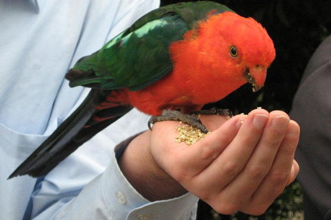 O'Reilly's & Lamington National Park From Brisbane - Restaurant Gold Coast 1