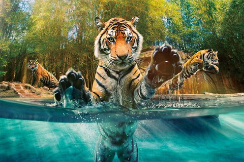 Croc Express To Australia Zoo From Gold Coast - Restaurant Gold Coast 3