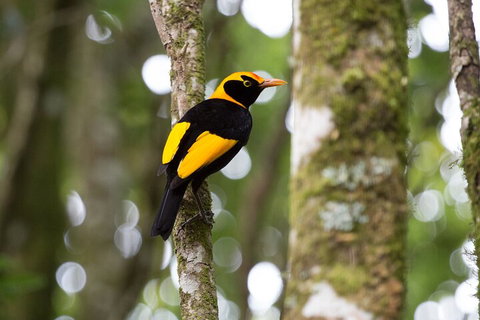 Lamington National Park, O'Reilly's & Vineyard Tour - Restaurant Gold Coast 4