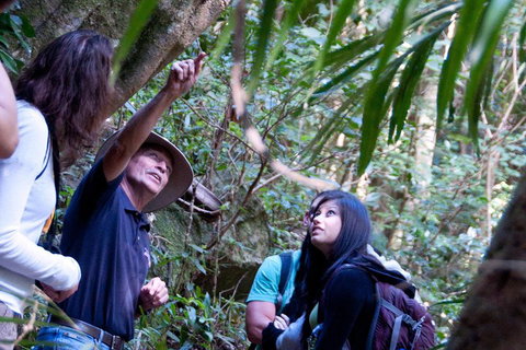 Natural Bridge & Springbrook Waterfalls Tour - Restaurant Gold Coast 4