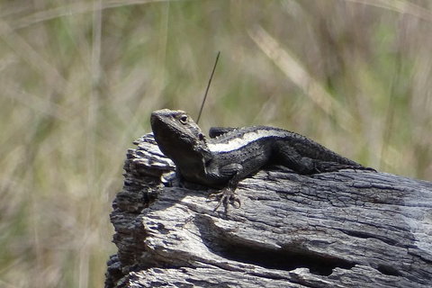 Inside The Greater Blue Mountains World Heritage - A Private Wildlife Safari Overnight - Restaurant Gold Coast 2