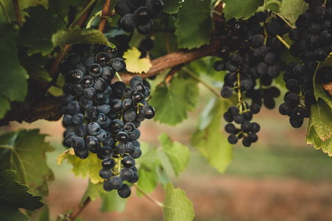 Hideaway Private Tours Hunter Valley- Indulgence Wine Tour (Full Day) - Restaurant Gold Coast 3