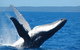 Mooloolaba Whale Watching Tour - thumb 0