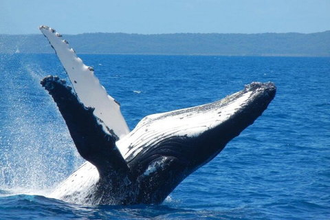 Mooloolaba Whale Watching Tour - Restaurant Gold Coast 0
