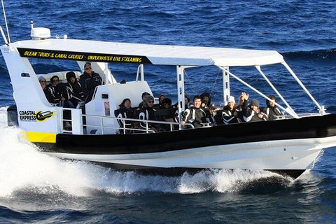 Mooloolaba Whale Watching Tour - Restaurant Gold Coast 1